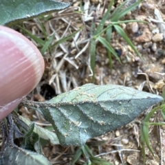 Solanum nigrum at Aranda, ACT - 22 Apr 2023