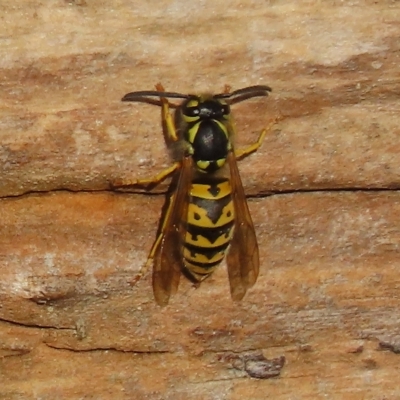Vespula germanica (European wasp) at Jerrabomberra Wetlands - 22 Apr 2023 by SandraH