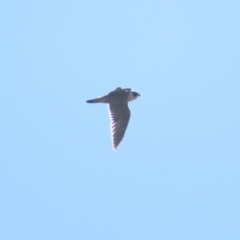 Falco peregrinus (Peregrine Falcon) at Jerrabomberra Wetlands - 22 Apr 2023 by TomW