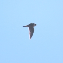 Falco peregrinus (Peregrine Falcon) at Fyshwick, ACT - 22 Apr 2023 by BenW