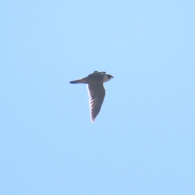 Falco peregrinus (Peregrine Falcon) at Jerrabomberra Wetlands - 22 Apr 2023 by TomW