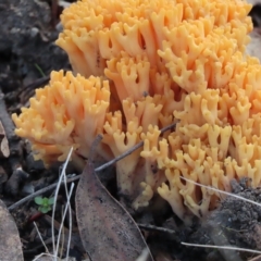 Ramaria sp. (A Coral fungus) at Stromlo, ACT - 21 Apr 2023 by SandraH