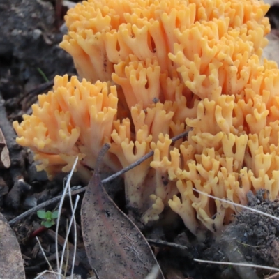 Ramaria sp. (A Coral fungus) at Piney Ridge - 21 Apr 2023 by SandraH