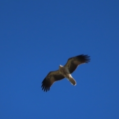 Haliastur sphenurus (Whistling Kite) at Fyshwick, ACT - 22 Apr 2023 by TomW