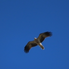 Haliastur sphenurus (Whistling Kite) at Fyshwick, ACT - 22 Apr 2023 by BenW