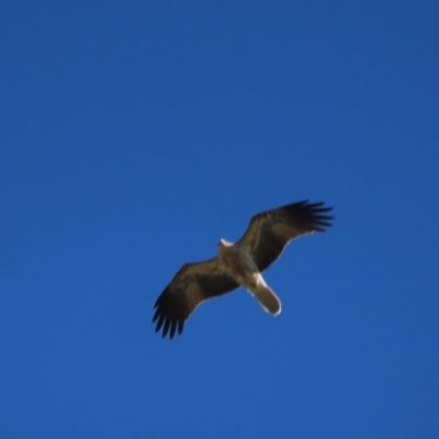 Haliastur sphenurus (Whistling Kite) at Fyshwick, ACT - 22 Apr 2023 by BenW