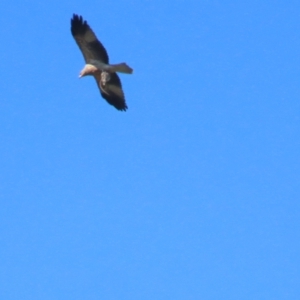 Haliastur sphenurus at Fyshwick, ACT - 22 Apr 2023 12:41 PM