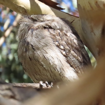 Podargus strigoides (Tawny Frogmouth) at Jerrabomberra Wetlands - 22 Apr 2023 by TomW