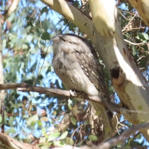 Podargus strigoides at Fyshwick, ACT - 22 Apr 2023 01:22 PM