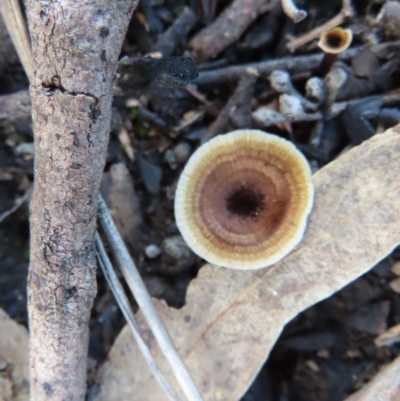 Unverified Cap on a stem; none of the above at Stromlo, ACT - 21 Apr 2023 by SandraH