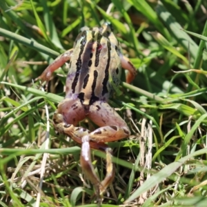 Limnodynastes peronii at Fyshwick, ACT - 21 Apr 2023