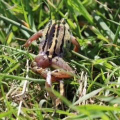 Limnodynastes peronii at Fyshwick, ACT - 21 Apr 2023