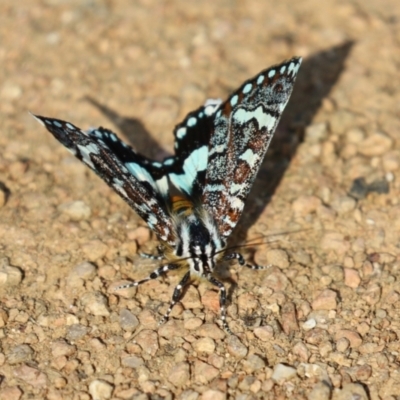 Apina callisto (Pasture Day Moth) at Jerrabomberra Wetlands - 21 Apr 2023 by RodDeb