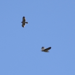 Hieraaetus morphnoides (Little Eagle) at Jerrabomberra Wetlands - 21 Apr 2023 by RodDeb