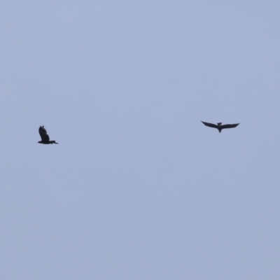 Aquila audax (Wedge-tailed Eagle) at Fyshwick, ACT - 21 Apr 2023 by RodDeb