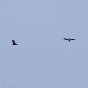 Aquila audax at Fyshwick, ACT - 21 Apr 2023