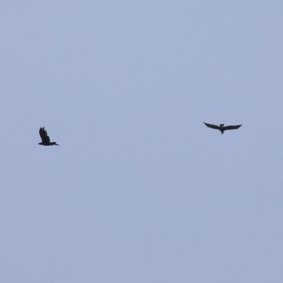 Aquila audax (Wedge-tailed Eagle) at Jerrabomberra Wetlands - 21 Apr 2023 by RodDeb