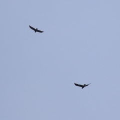 Aquila audax at Fyshwick, ACT - 21 Apr 2023