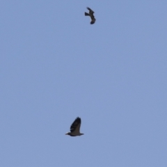 Haliaeetus leucogaster (White-bellied Sea-Eagle) at Jerrabomberra Wetlands - 21 Apr 2023 by RodDeb