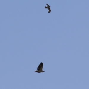 Haliaeetus leucogaster at Fyshwick, ACT - 21 Apr 2023 12:28 PM