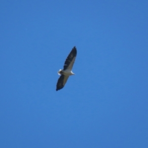 Haliaeetus leucogaster at Fyshwick, ACT - 21 Apr 2023