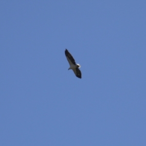 Haliaeetus leucogaster at Fyshwick, ACT - 21 Apr 2023 12:28 PM