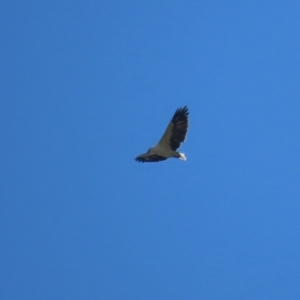 Haliaeetus leucogaster at Fyshwick, ACT - 21 Apr 2023 12:28 PM