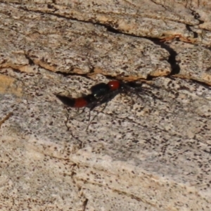 Paederus sp. (genus) at Macarthur, ACT - 21 Apr 2023 03:10 PM