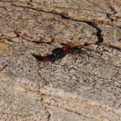Paederus sp. (genus) (Whiplash rove beetle) at Macarthur, ACT - 21 Apr 2023 by RodDeb