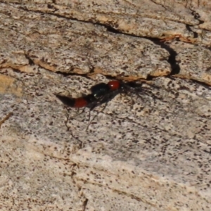 Paederus sp. (genus) at Macarthur, ACT - 21 Apr 2023