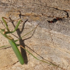 Paederus sp. (genus) at Macarthur, ACT - 21 Apr 2023