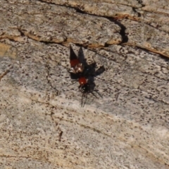Paederus sp. (genus) at Macarthur, ACT - 21 Apr 2023