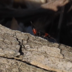 Paederus sp. (genus) at Macarthur, ACT - 21 Apr 2023