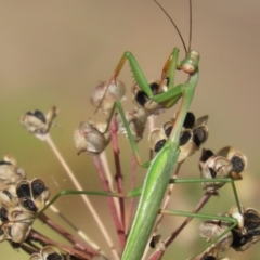 Pseudomantis albofimbriata (False garden mantis) at Macarthur, ACT - 21 Apr 2023 by RodDeb