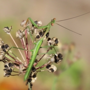 Pseudomantis albofimbriata at Macarthur, ACT - 21 Apr 2023