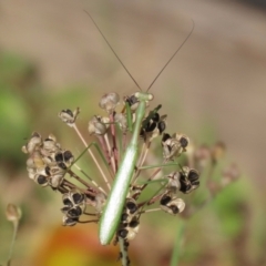 Pseudomantis albofimbriata at Macarthur, ACT - 21 Apr 2023