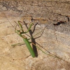 Pseudomantis albofimbriata at Macarthur, ACT - 21 Apr 2023