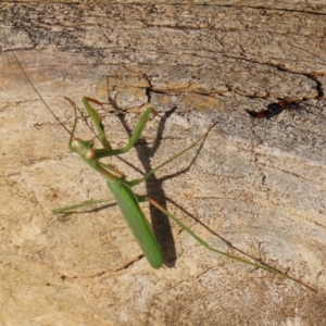 Pseudomantis albofimbriata at Macarthur, ACT - 21 Apr 2023 03:11 PM