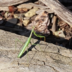 Pseudomantis albofimbriata at Macarthur, ACT - 21 Apr 2023