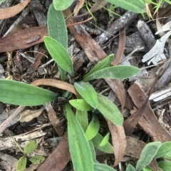 Plantago varia (Native Plaintain) at Higgins Woodland - 22 Apr 2023 by Jillw