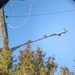 Psephotus haematonotus (Red-rumped Parrot) at North Albury, NSW - 18 Apr 2023 by Darcy