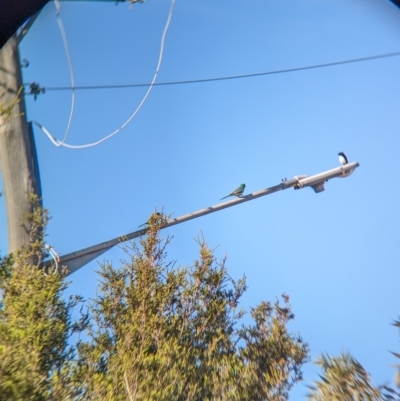 Psephotus haematonotus (Red-rumped Parrot) at North Albury, NSW - 18 Apr 2023 by Darcy