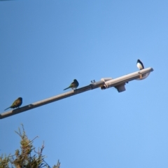 Psephotus haematonotus at North Albury, NSW - suppressed