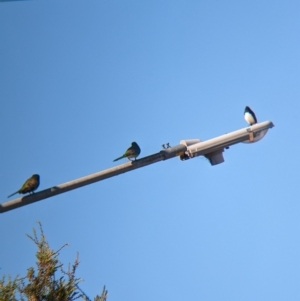 Psephotus haematonotus at North Albury, NSW - suppressed