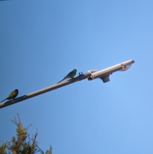 Psephotus haematonotus at North Albury, NSW - suppressed