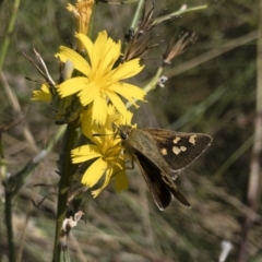 Trapezites luteus (Yellow Ochre, Rare White-spot Skipper) at Michelago, NSW - 7 Feb 2022 by Illilanga