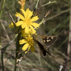 Trapezites luteus at Michelago, NSW - 7 Feb 2022