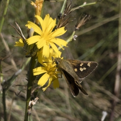 Trapezites luteus (Yellow Ochre, Rare White-spot Skipper) at Michelago, NSW - 7 Feb 2022 by Illilanga