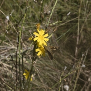 Trapezites luteus at Michelago, NSW - 7 Feb 2022 03:07 PM