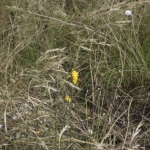 Trapezites luteus at Michelago, NSW - 7 Feb 2022 03:07 PM